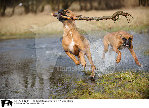 spielende Deutsche Boxer / playing German Boxer / YJ-01214