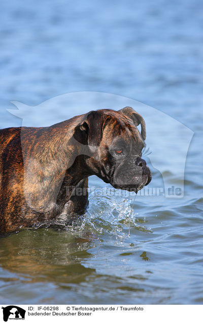 badender Deutscher Boxer / bathing German Boxer / IF-06298