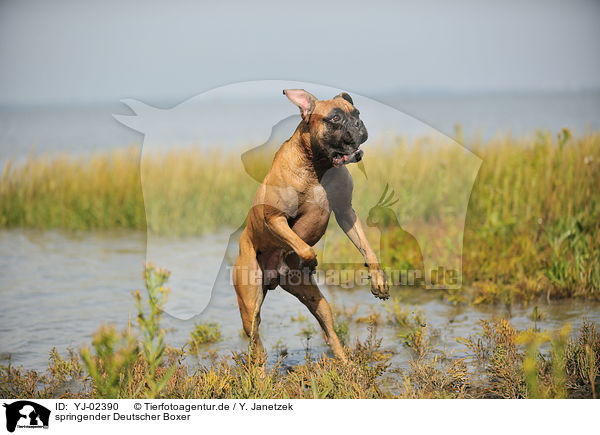 springender Deutscher Boxer / jumping German Boxer / YJ-02390