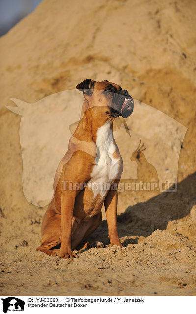 sitzender Deutscher Boxer / sitting German Boxer / YJ-03098