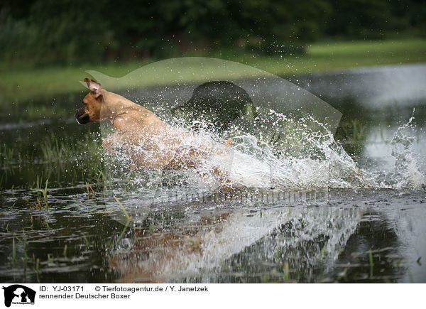 rennender Deutscher Boxer / running German Boxer / YJ-03171