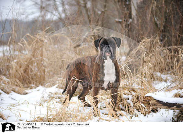 Deutscher Boxer / German Boxer / YJ-05801