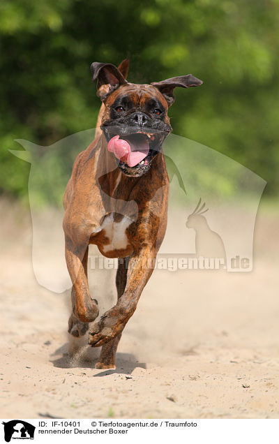 rennender Deutscher Boxer / running German Boxer / IF-10401
