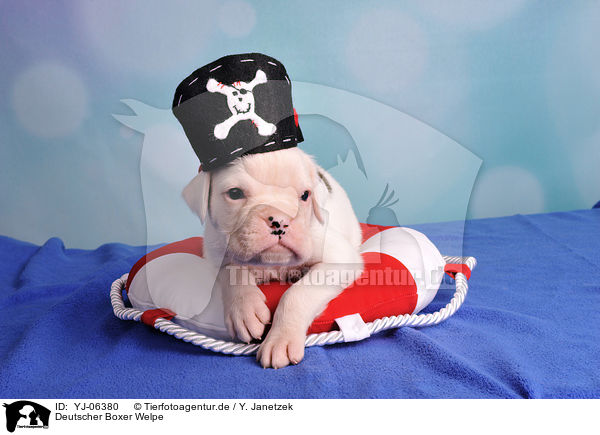 Deutscher Boxer Welpe / German Boxer Puppy / YJ-06380