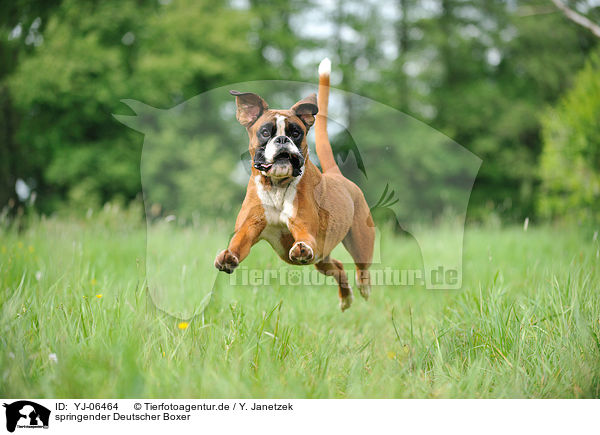 springender Deutscher Boxer / jumping German Boxer / YJ-06464