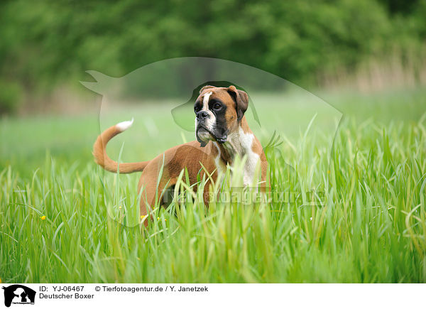Deutscher Boxer / German Boxer / YJ-06467