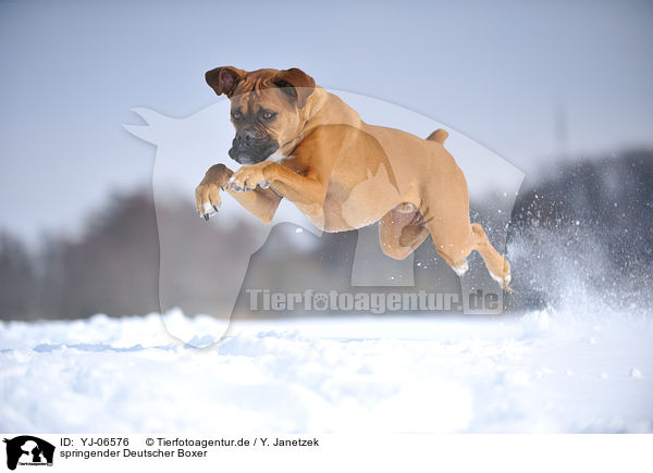 springender Deutscher Boxer / jumping German Boxer / YJ-06576