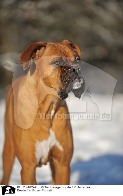 Deutscher Boxer Portrait / German Boxer Portrait / YJ-10249