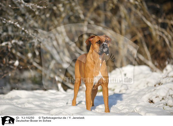 Deutscher Boxer im Schee / German Boxer in the snow / YJ-10250