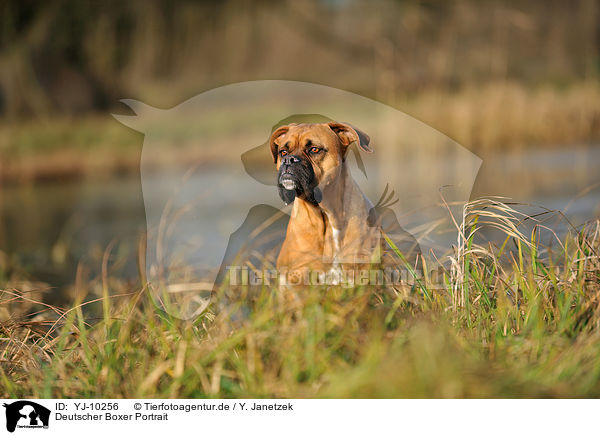 Deutscher Boxer Portrait / German Boxer Portrait / YJ-10256