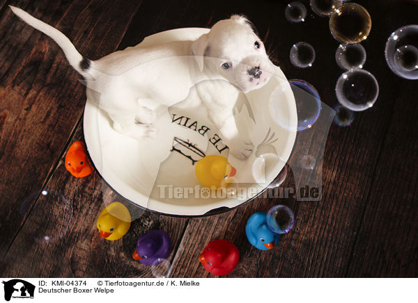 Deutscher Boxer Welpe / German Boxer Puppy / KMI-04374