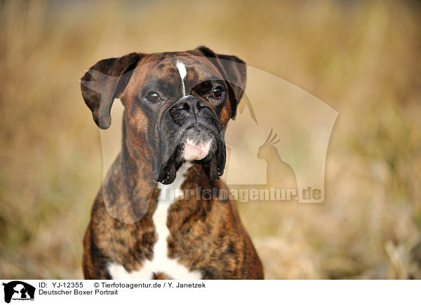 Deutscher Boxer Portrait / German Boxer Portrait / YJ-12355