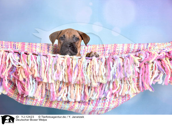 Deutscher Boxer Welpe / German Boxer Puppy / YJ-12423