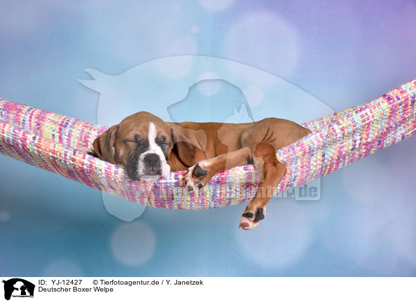 Deutscher Boxer Welpe / German Boxer Puppy / YJ-12427