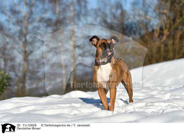Deutscher Boxer / German Boxer / YJ-12929