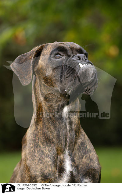 junger Deutscher Boxer / young German Boxer / RR-90552