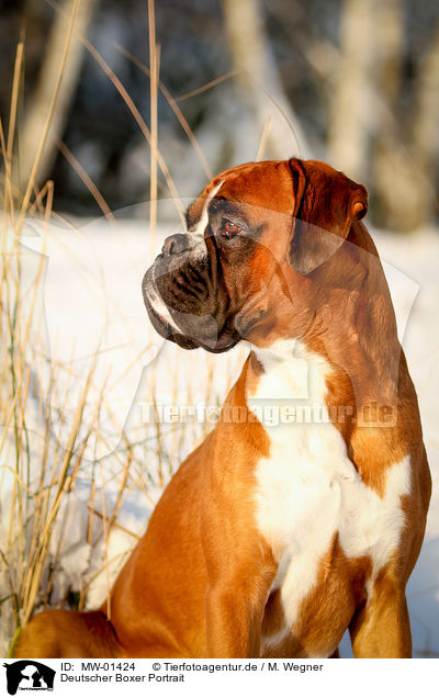 Deutscher Boxer Portrait / German Boxer Portrait / MW-01424