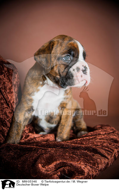 Deutscher Boxer Welpe / German Boxer Puppy / MW-05346