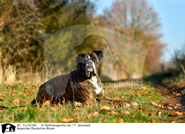 liegender Deutscher Boxer / lying German Boxer / YJ-14164