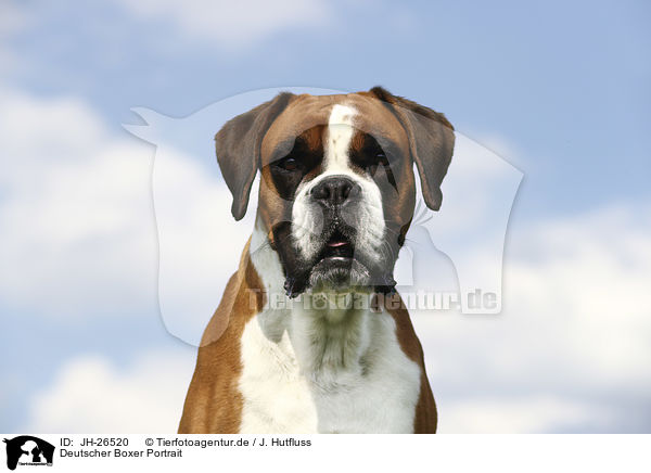 Deutscher Boxer Portrait / German Boxer Portrait / JH-26520