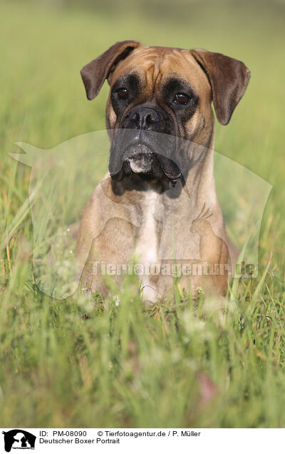 Deutscher Boxer Portrait / German Boxer Portrait / PM-08090