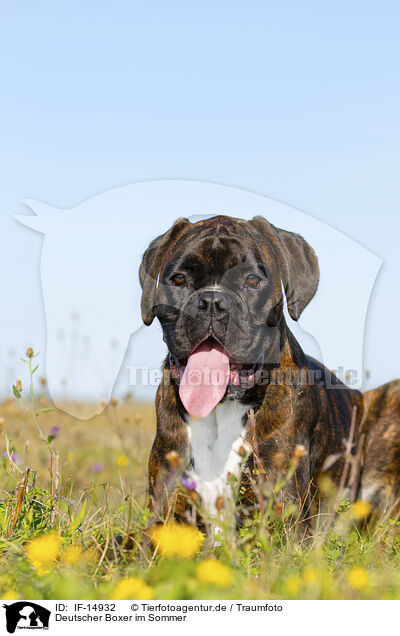 Deutscher Boxer im Sommer / German Boxer in summer / IF-14932