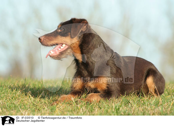 Deutscher Jagdterrier / IF-03510