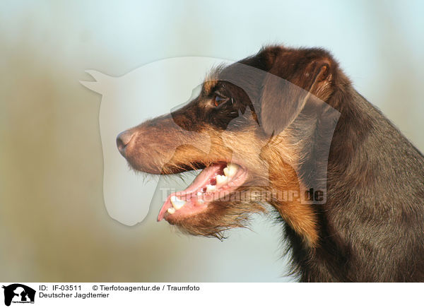 Deutscher Jagdterrier / IF-03511