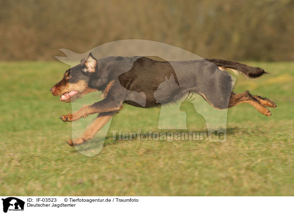 Deutscher Jagdterrier / IF-03523