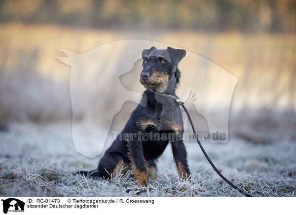 sitzender Deutscher Jagdterrier / RG-01473