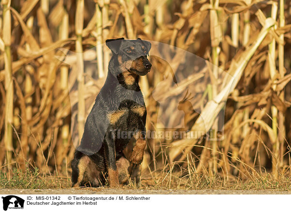 Deutscher Jagdterrier im Herbst / MIS-01342