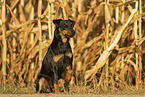 Deutscher Jagdterrier im Herbst