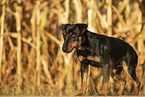 Deutscher Jagdterrier im Herbst
