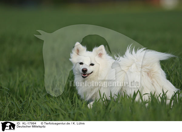 Deutscher Mittelspitz / German Spitz / KL-17994