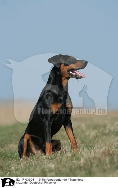 sitzender Deutscher Pinscher / sitting German Pinscher / IF-03904