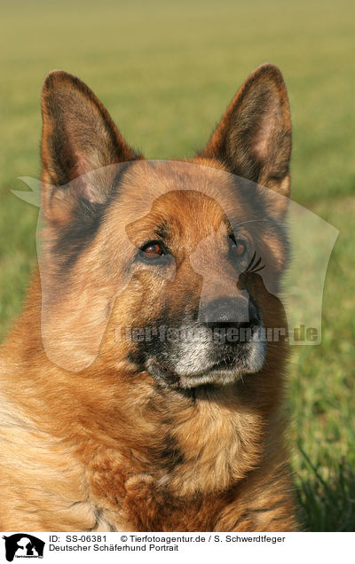 Deutscher Sch�ferhund Portrait / German Shepherd Portrait / SS-06381