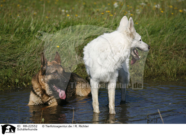 Sch�ferhunde / Shepherds / RR-22552