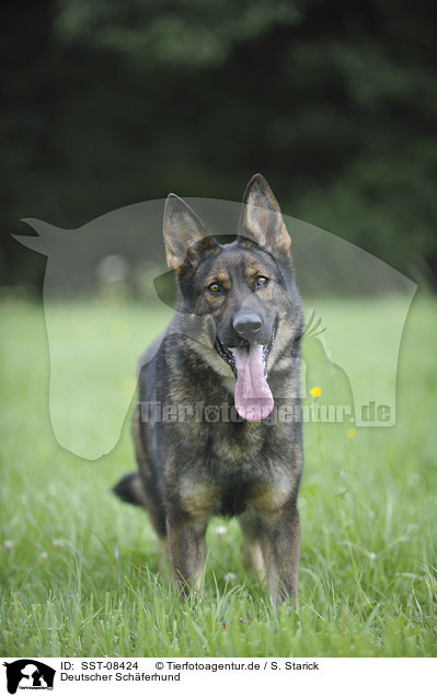 Deutscher Sch�ferhund / German Shepherd / SST-08424