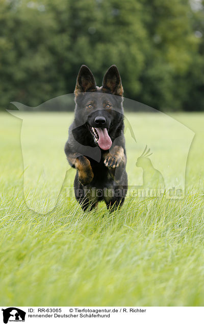 rennender Deutscher Sch�ferhund / running German Shepherd / RR-63065