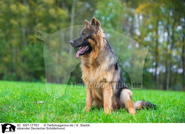 sitzender Deutscher Sch�ferhund / sitting German Shepherd / SST-17761