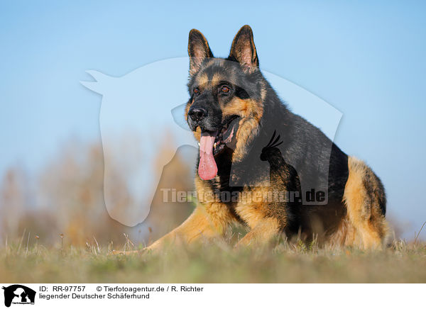 liegender Deutscher Sch�ferhund / lying German Shepherd / RR-97757