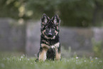 Deutscher Sch�ferhund