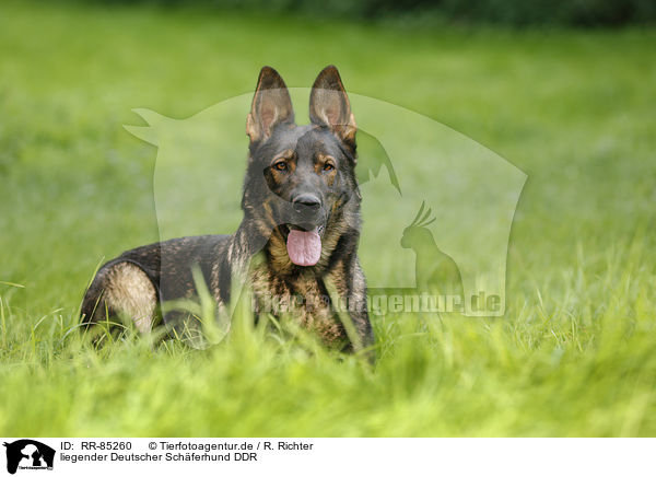 liegender Deutscher Sch�ferhund DDR / lying German Shepherd GDR / RR-85260