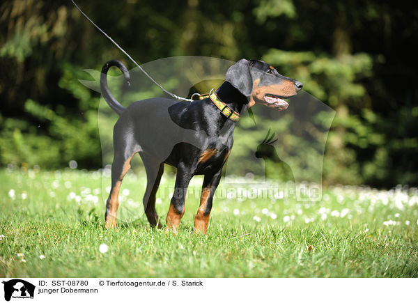 junger Dobermann / young Doberman Pinscher / SST-08780