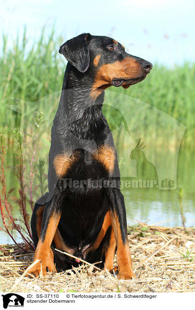 sitzender Dobermann / sitting Doberman Pinscher / SS-37110