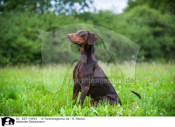 sitzender Dobermann / SST-14693