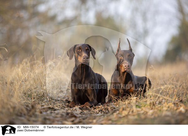 zwei Doberm�nner / two Doberman Pinscher / MW-15074