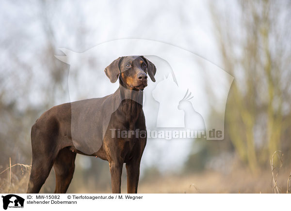 stehender Dobermann / standing Doberman Pinscher / MW-15082