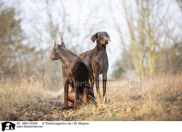 zwei Doberm�nner / two Doberman Pinscher / MW-15084