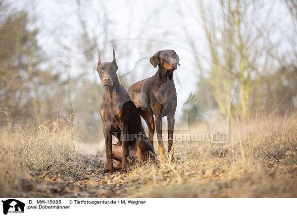 zwei Doberm�nner / two Doberman Pinscher / MW-15085